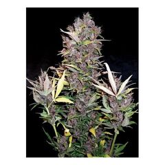 Purple Ryder Auto, Фасовка: 1